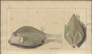 Lindsay Zeichnungen Vol. VII, 26