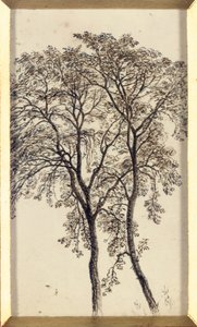 Studie von Bäumen von John MacWhirter