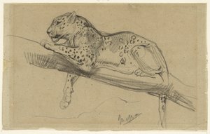 Studie eines Leoparden, liegend auf einem Ast