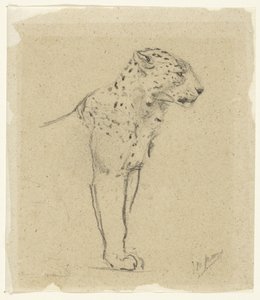 Studie eines stehenden Leoparden