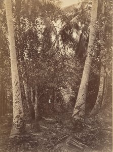 Tropische Landschaft, Wald in der Nähe von Turbo, 1871 von John Moran