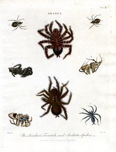 ARANEA: Avicularia; Tarantel und Aculeata Spinnen