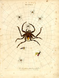 ARANEA: Die Fasciata oder Barbarenspinne