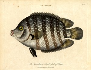 Bandfisch von Surat von John Pass
