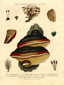 Blasia; Boletus; Buxbaumia; und Byssus von John Pass