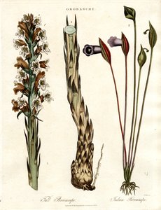 Sommerwurz und Aronstab-Arten von John Pass