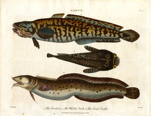 Quappe; Wittling und Krötenfisch von John Pass