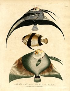 Butterfisch: Freira; Acuauna und Vespertilio von John Pass
