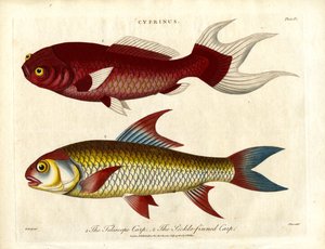 Karpfenarten (Cyprinus)