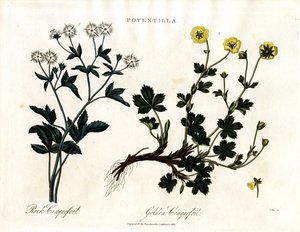 Fingerkraut-Arten von John Pass