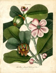 Clusia - Der rosafarbene Balsambaum