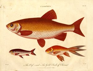 Cyprinus: Orfe und Goldfisch aus China