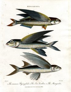 Exocoetus: Fliegender Fisch