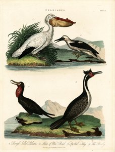 Vier Arten von Pelikanen und Seevögeln von John Pass
