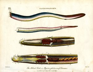 Gastrobranchus - Der blinde Fisch oder Schleimaal von John Pass