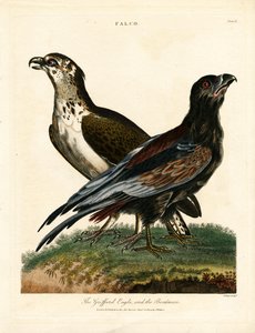 Griffard-Adler und der Fährmann