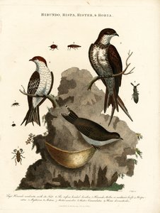Hirundo; Hispa; Hister & Hortia: Schwalben und Käfer von John Pass