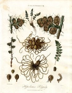 Hyperboreischer Tüpfelfarn - Farne der Gattung Polypodium von John Pass