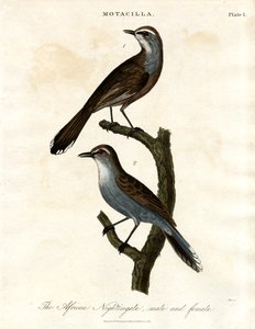 Motacilla - Afrikanische Nachtigall von John Pass