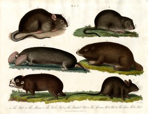 Mus: Illustration verschiedener Nagetiere der Gattung Mus von John Pass