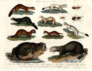 Mustela und Mutilla: Illustration verschiedener Marder und Mutilla-Insekten