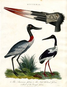 Mycteria-Arten: Amerikanischer;Neuholländischer und Senegal-Jabiru von John Pass