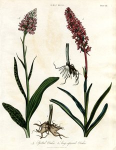 Orchideen: Gefleckte und Langspornige Orchis