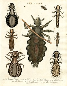 Pediculus - Verschiedene Arten von Läusen