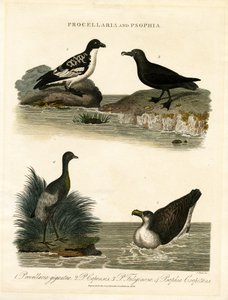 Sturmvögel (Procellaria) und Trompetervögel (Psophia)