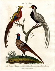 Phasianus - Fasanenarten von John Pass