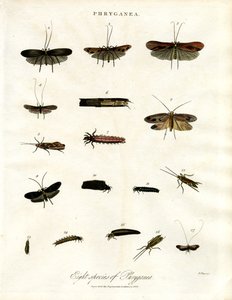 Phryganea - Köcherfliegen von John Pass