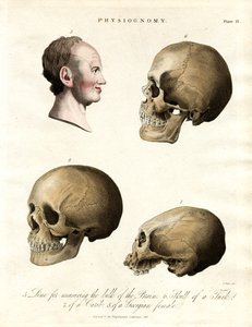Physiognomie – Schädel verschiedener Ethnien