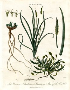 Plantago-Arten