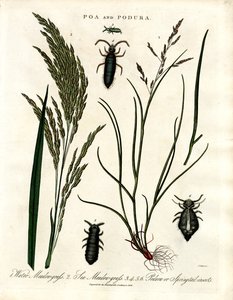 Poa und Podura