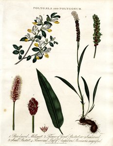 Polygala und Polygonum von John Pass