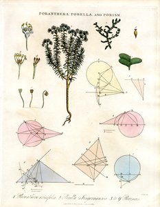 Poranthera; Porella und Porismen von John Pass