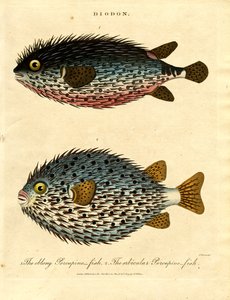 Kugelfisch (Diodon)