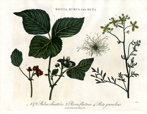 Riccia; Rubus und Ruta