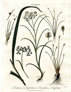 Scirpus-Arten von John Pass