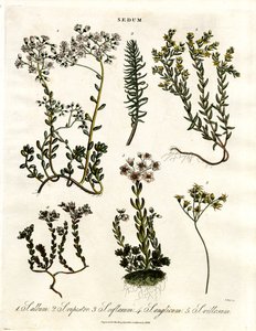 Sedum: Verschiedene Mauerpfefferarten