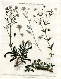 Selinum;Silene und Sibbaldia