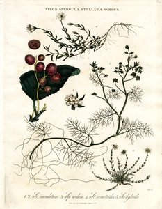Sison; Spergula; Stellaria; Sorbus von John Pass