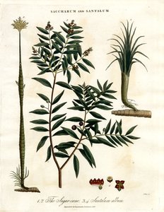 Zuckerrohr und Sandelholz