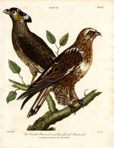 Der Haubenbussard und der Handschuhbussard von John Pass