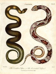 Die Krotalviper und die gekrönte Viper von John Pass