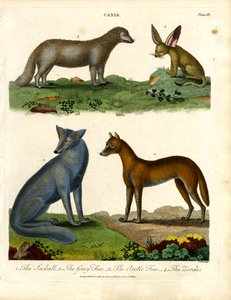 Der Schakal, der Graufuchs, der Polarfuchs und der Wüstenfuchs von John Pass