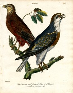 Der Parasit und der gegabelte Milan von Afrika von John Pass