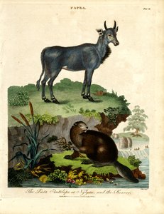 Die Picta-Antilope oder Nilgau und der Biber von John Pass