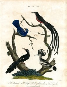 Upupa und Yunx (Wiedehopf und Wendehals) von John Pass