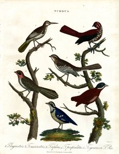 Verschiedene Drosselarten (Turdus)